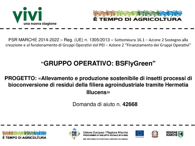 BSFlyGreen Allevamento e produzione sostenibile di insetti processi di bioconversione